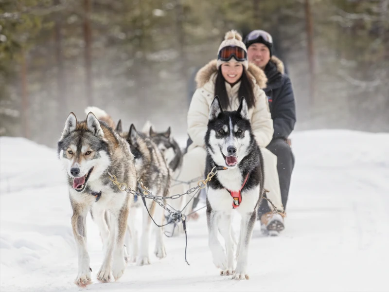 عربات كلاب الهاسكي في موسكو - فعاليات سياحية شتوية في روسيا