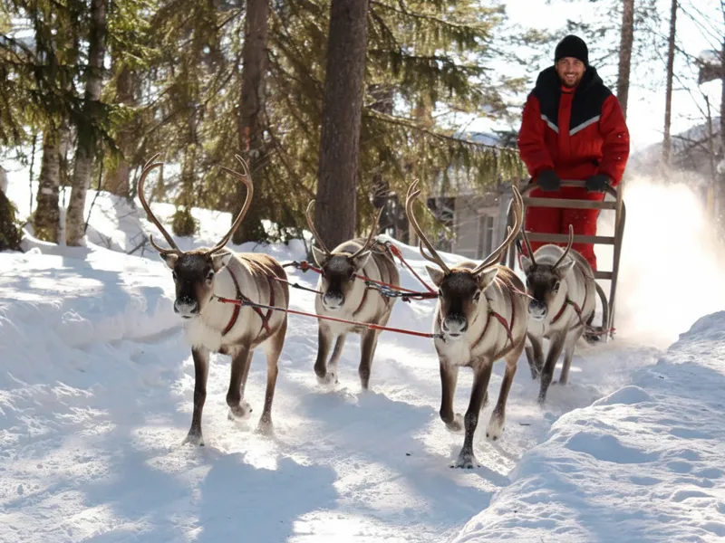 ركوب عربات الرنة في موسكو - جولة في مزارع الرنة وتجربة الحياة القطبية في روسيا